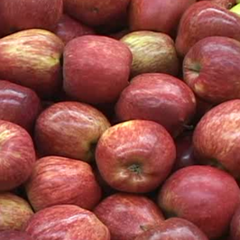 Obesidad infantil:Tips de prevención y tratamiento